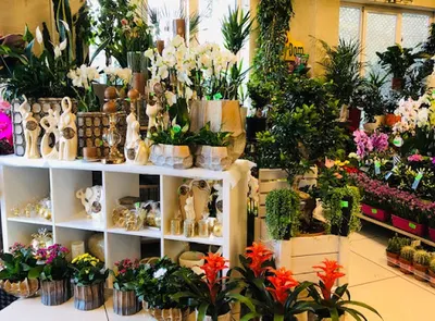 Salon Kwiatowy ul. Sienkiewicza 32